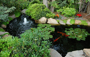 koi ponds Pretoria